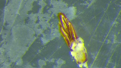 Agriotes lineatus